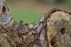 Ketting-2-A3-Ankie-Galama-DSC_9765