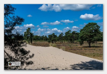 Bos en Zandverstuiving Drents-Friese Wold- Betty Kooistra