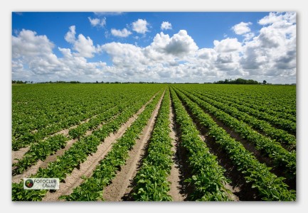 Akkerbouwlandschap NW-Fryslân - Eit Bosgraaf