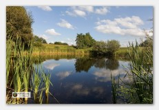 Pingo Jinkepaed Twijzelerheide - Dirk Bakker